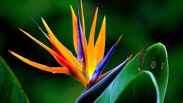 Find the Place Where Freedom and Power Flower Together (Blog)