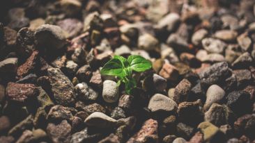The  Secret Seed of Freedom (Blog)