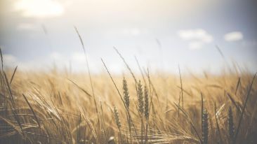 The Ripening of the Soul (Blog)