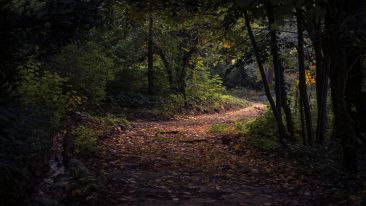 Surrender and the Path to Self-Perfection (Blog)