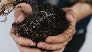 Getting to the Root of the Root of Yourself (Blog)