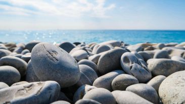Flowers and Boulders Along the Way (Blog)