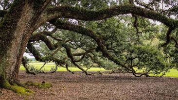 No Tree Is Its Limbs (Blog)