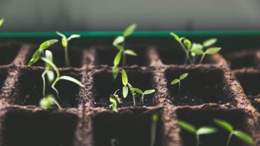 The Seed and Source of Conscious Compassion (Blog)