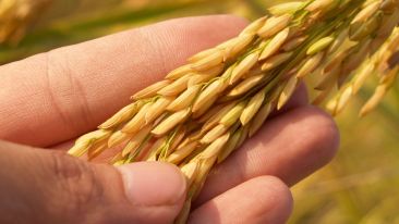 Sowing The True Seeds of Real Success (Blog)