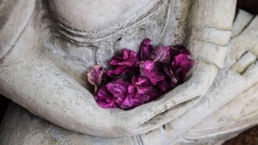 The  Gift of Meditation (Blog)