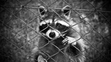 Unmask the Pretender to the Throne (Blog)