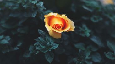 The Rose of Spiritual Transformation (Blog)