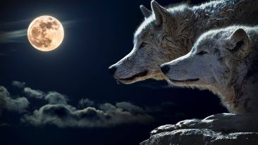 Find Freedom From the Wolves of Worry and Fear