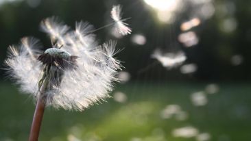 The One Wish That Makes All Others Come True