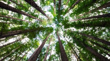 Reach for What is Above You and Rise to New Heights
