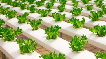 Cultivating the Field of Freedom