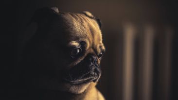 Witnessing Cruelty to Animals