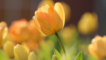 Enter Into the Peace That Passes All Understanding