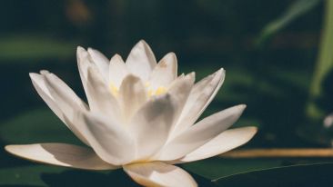 The Expression of Spiritual Love