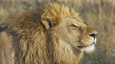 Awaken the Courage You Need to Make Real Changes in Yourself