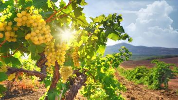 Enter the Vine of Life Without Beginning or End