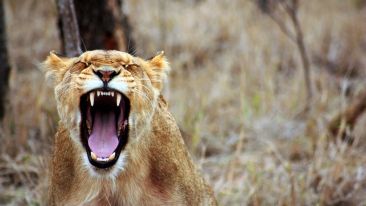 Never Again Give Your Life to a 'NIMP'