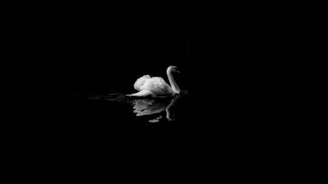 Serve the Needs of the True Self and Be Set Free