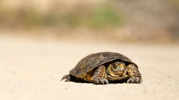 Break Out of the Shell of Self and Be Free