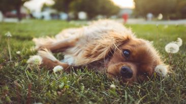 Stop Wallowing and Start Awakening to the Lie of Self-Pity