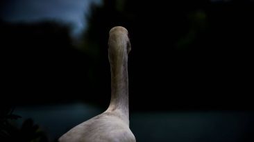 The Inside Story Behind the 'Ugly Duckling'