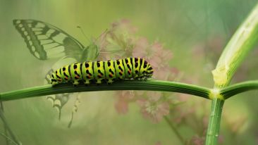 Stop Wiggling and Start Awakening