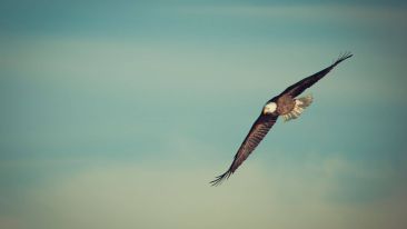 Let Your Heart Give Wings to Your Thoughts