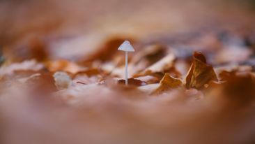 Nurture the Seed of Your Soul