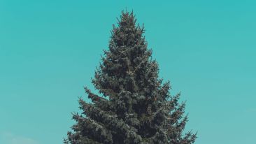 Student Reports on Talks in the Pines