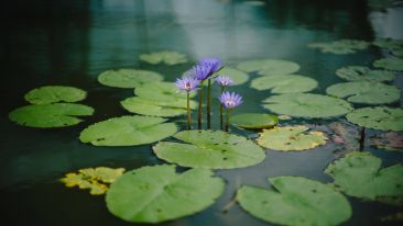 Quiet Mind and Conscience
