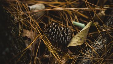 Student Reports on the Talks in the Pines Workshop