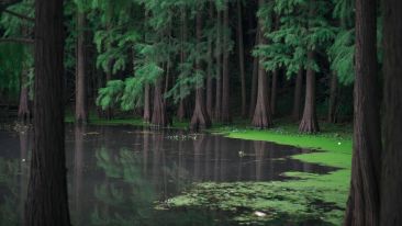 Be Still and Let the Wisdom of Silence Slow You Down