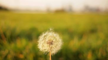 The Secret Seed of Freedom