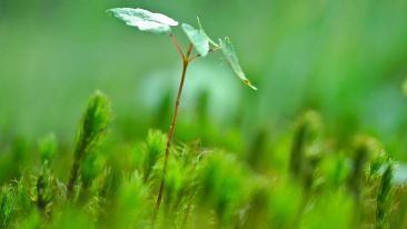 Inside Personal Growth with Greg Voisen