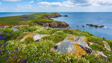 Conscious Blarney with Dermot Butterly