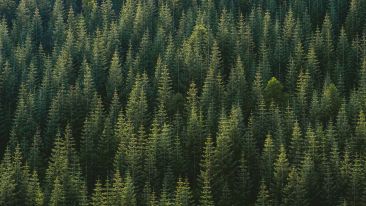 Student Reports on 'Talks in the Pines'