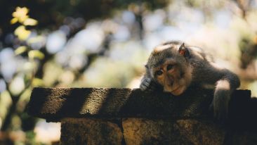 Stop Letting the Fear of Being Misunderstood Make a Monkey Out of You