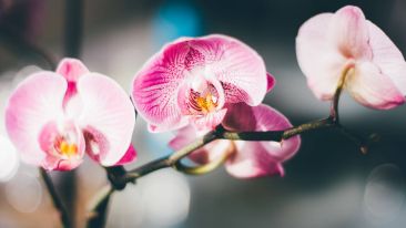The Essential Laws of Uncommon Success