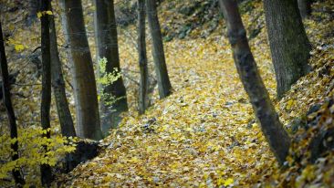 Online Study Group Meeting for Tuesday (10/11/2016)