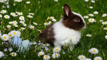 A Special Easter Talk