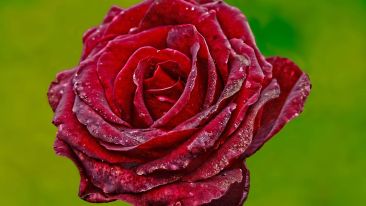 The Paper-Mache Rose