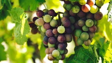 Bitter Fruits
