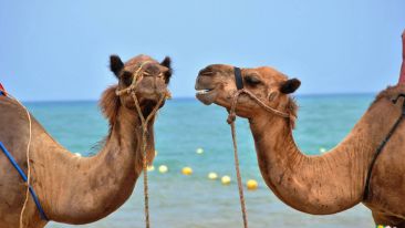 Tie Up Your Camel