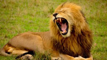 What it Takes to Be a LionHeart
