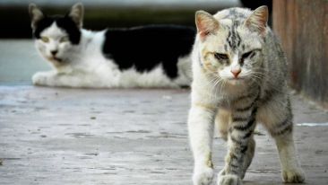 Stop Adopting Stray Thoughts that Make You Ache