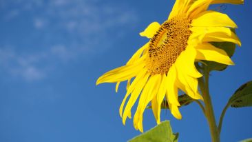 The Most Surprising Answer You'll Ever Hear About True Happiness