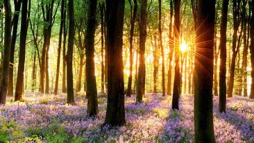 The Secret of Self-Renewal