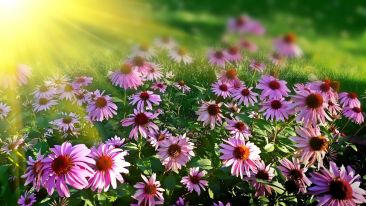 Bearing the Light of Being