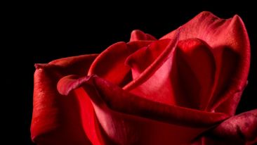Nurturing Love